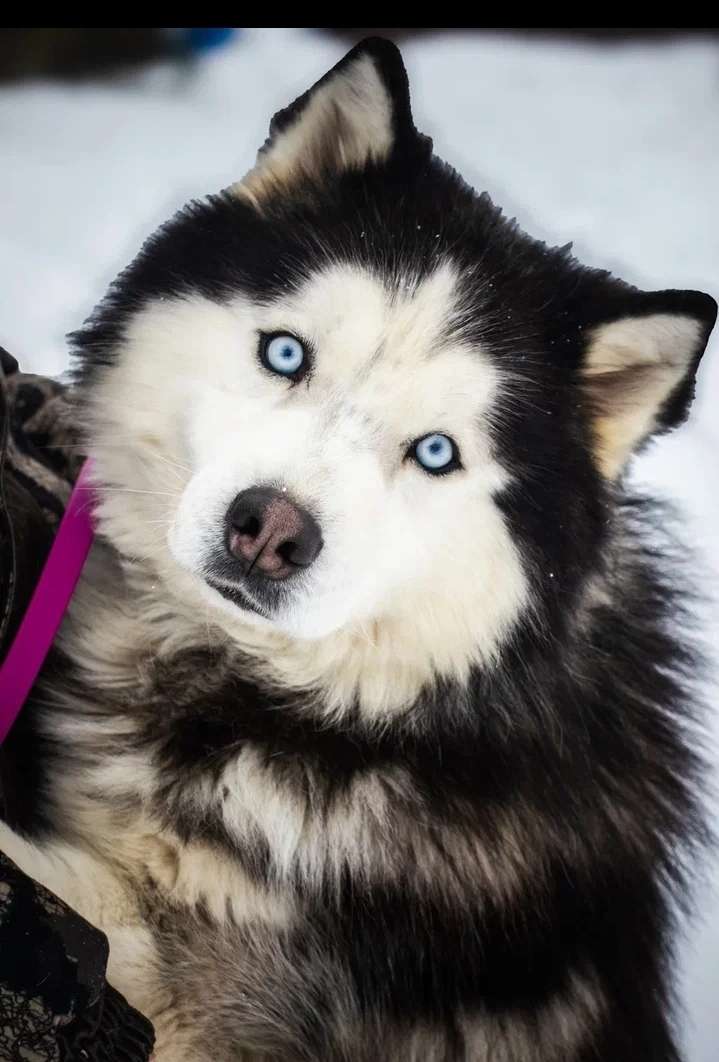 Кобель хаски Кай ищет любящую семью