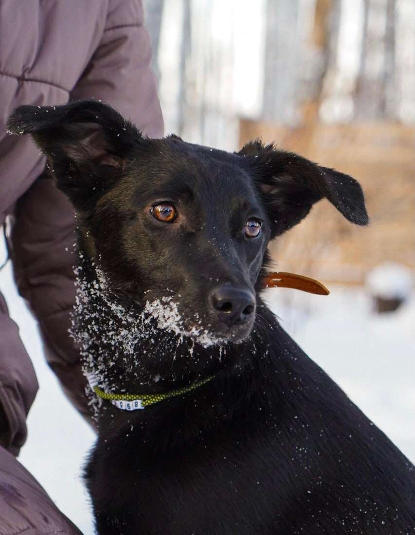 Ищем заботливые руки для нашей подопечной щенули Зои