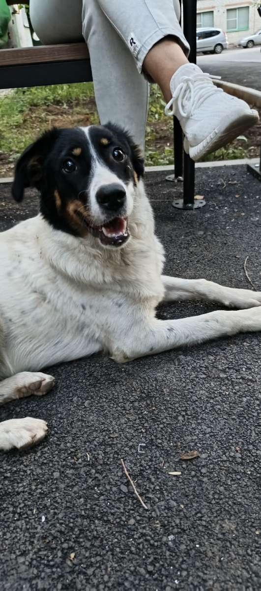 Средних размеров собака ищет преданного хозяина, пока живёт во дворе