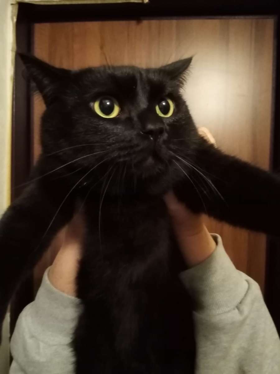 Роскошный кот Уголек в поисках дома этот кот просто мечта