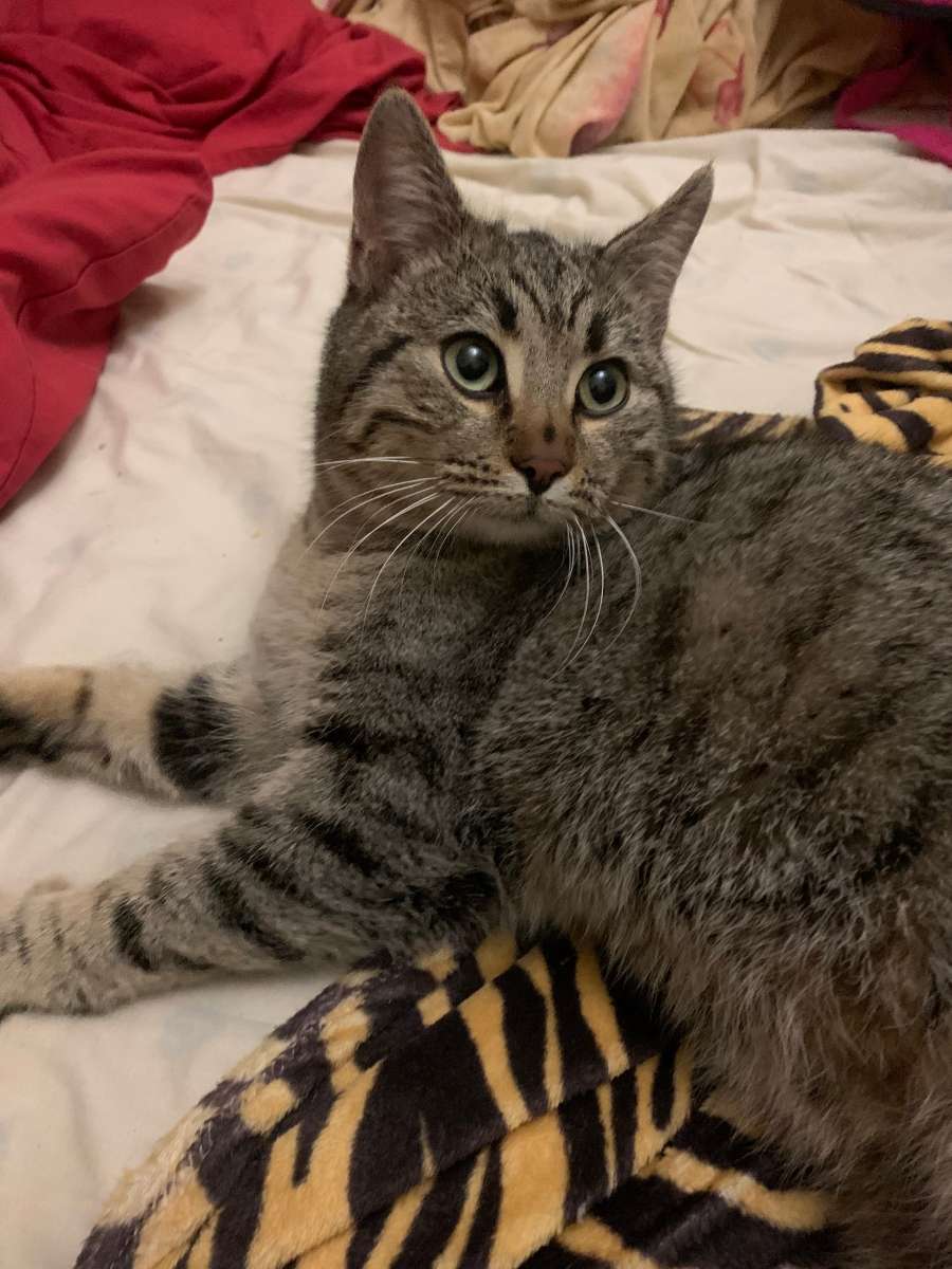 Найден кот,домашний,ласковый,упитанный.Знает лоток,ручной абсолютно.