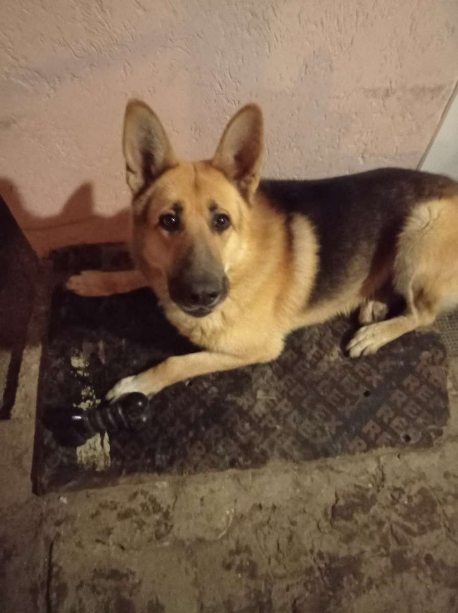 Помогите найти собаку. Сегодня ночью.. г во время тревоги убежала собака.