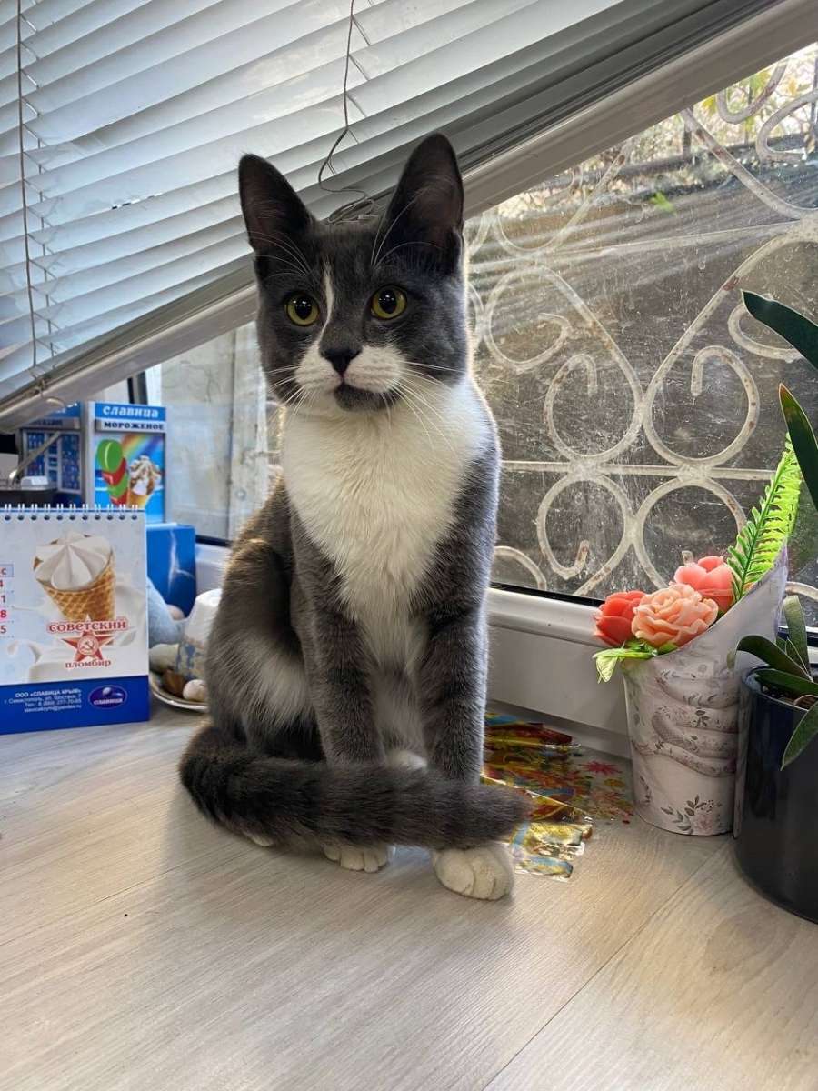 НАЙДЕН КОТ!!!!!!!!.. Ул.