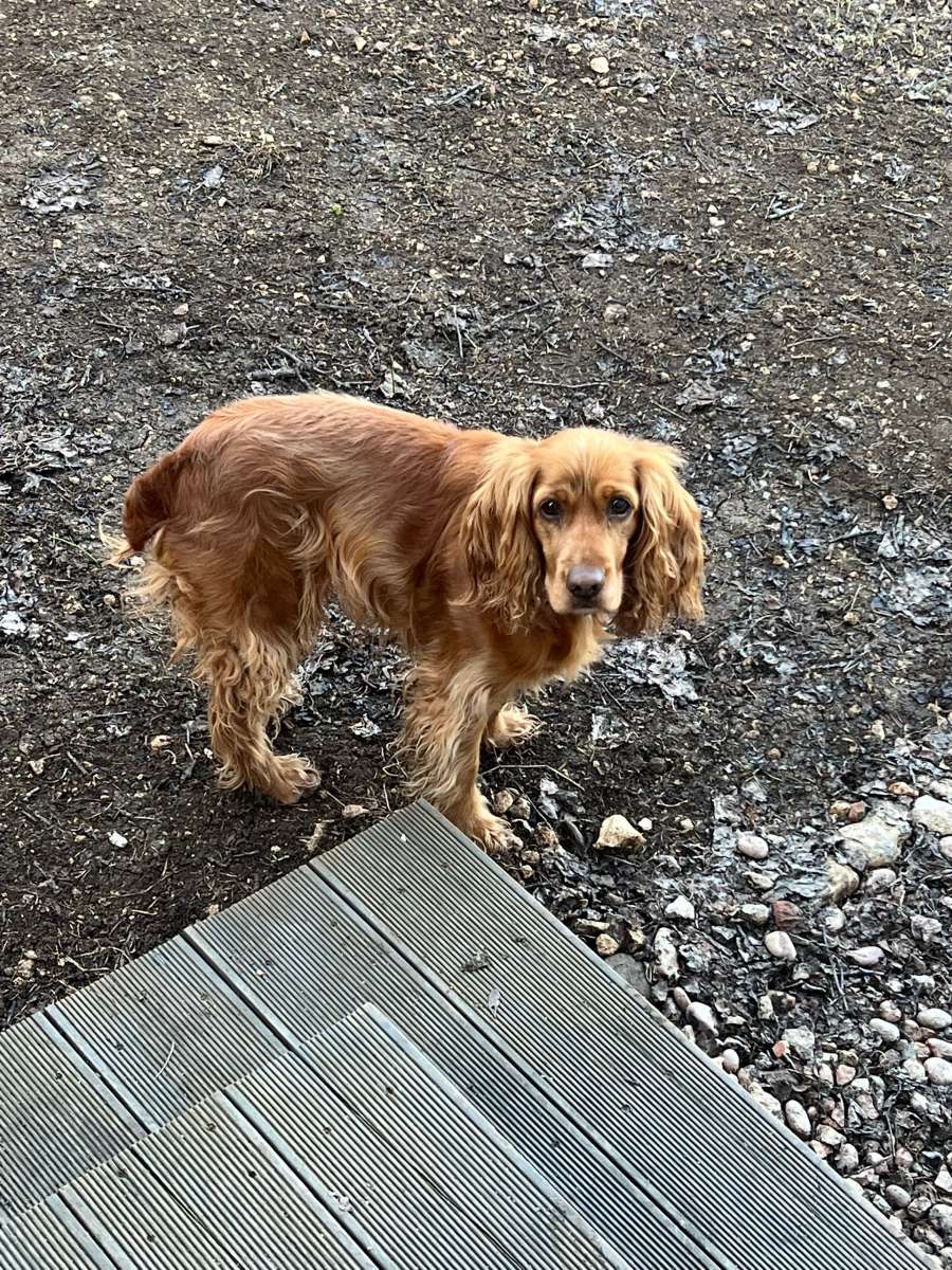 НАШЛИ СОБАКУ СЕГОДНЯ утром, в утра, бежала по камышовому шоссе.