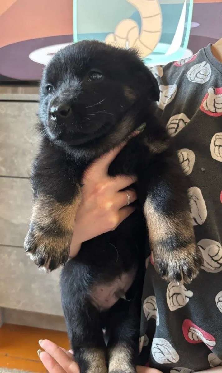 СРОЧНЫЙ ПРИСТРОЙ! Бутузики-карапузики ищут дом и любящую семью!