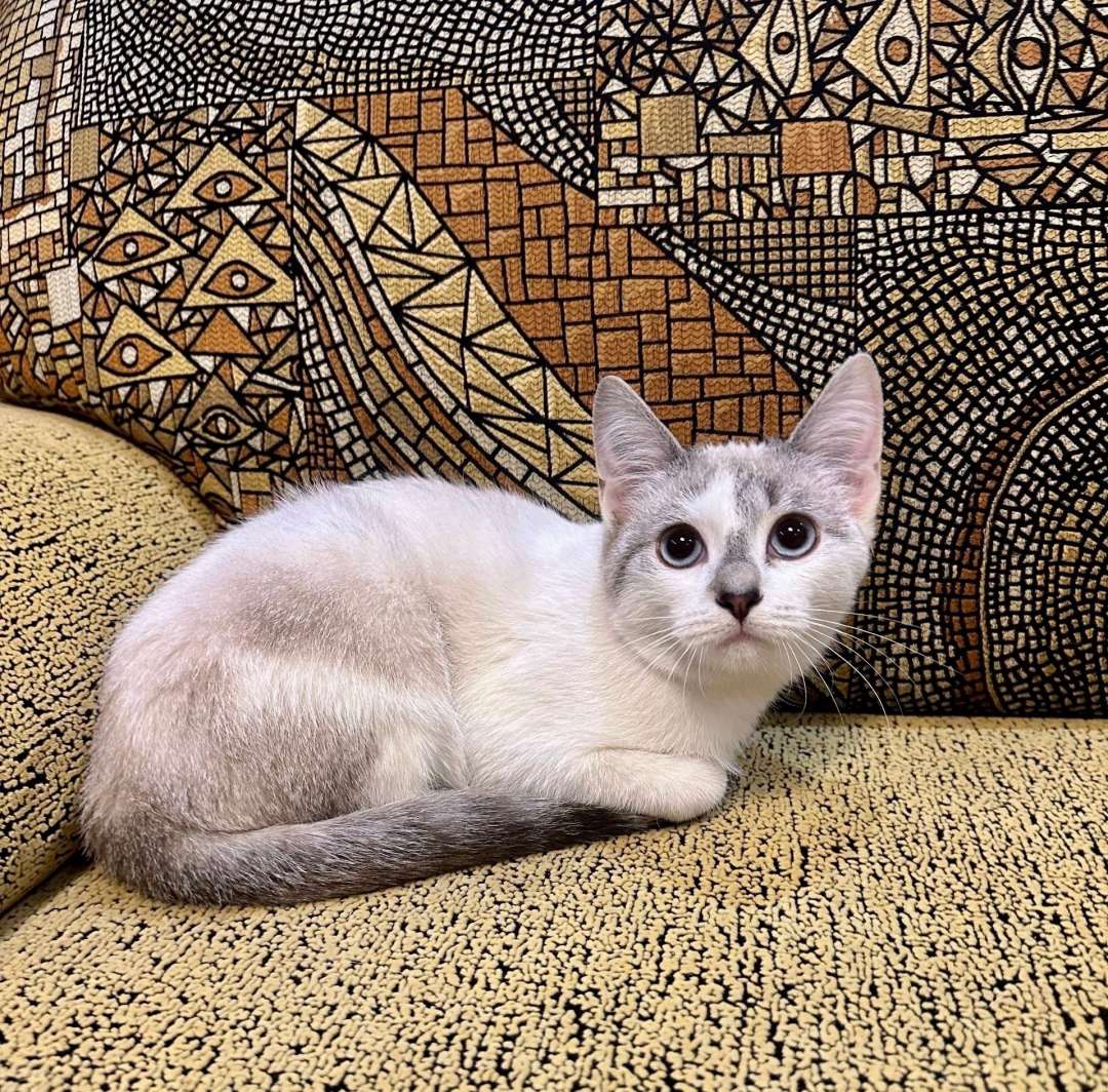 Ищем дом очаровательной девочке-подростку посмотрите какая она замечательная