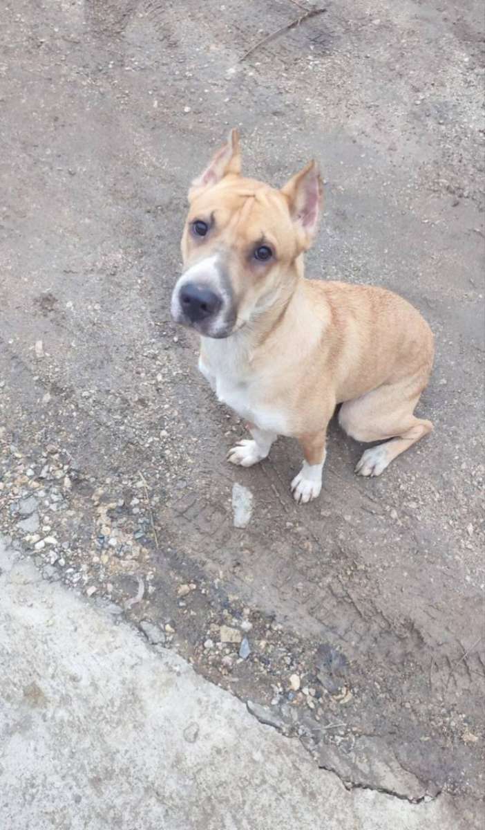 Просим помощи в поиске! Пропала собака, кличка Альма.