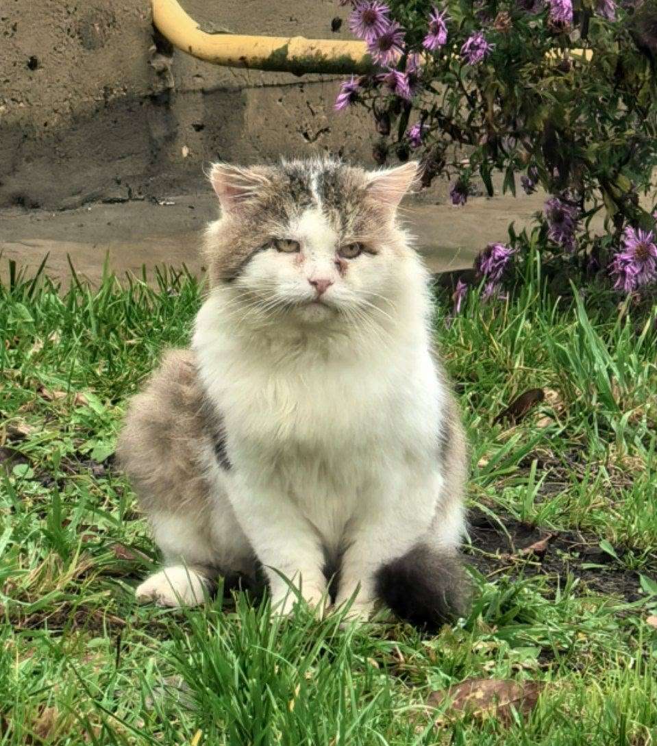 Уважаемые жители! Пропал котик г.