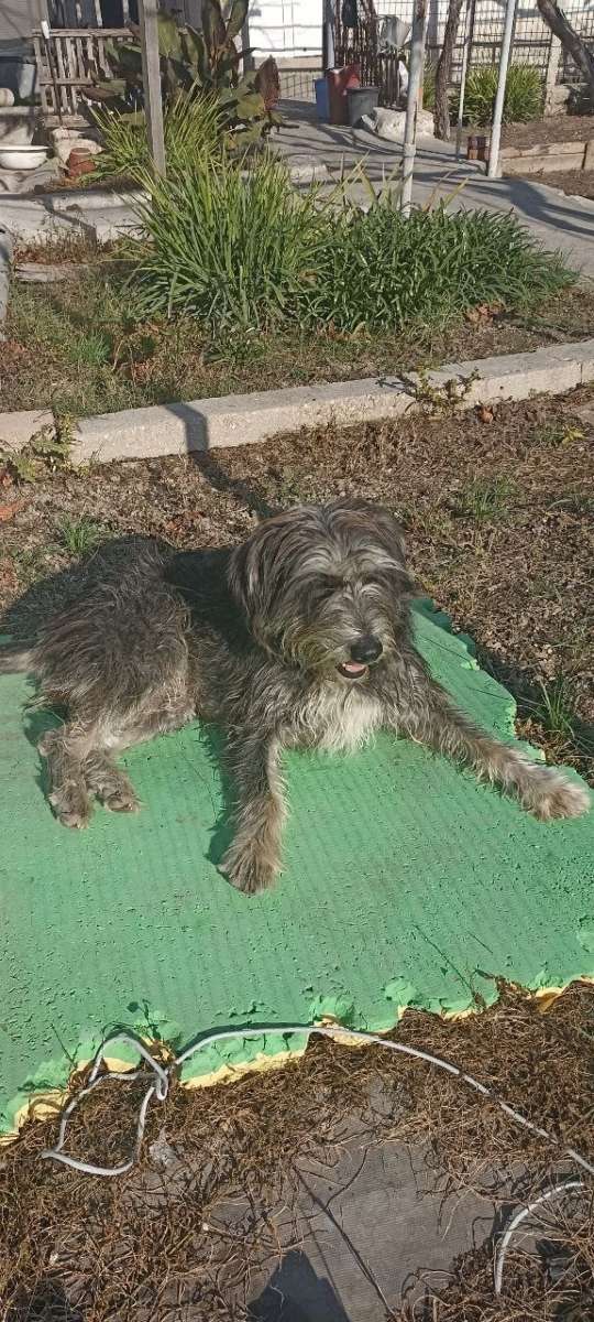 Сегодня ночью - из- за громких звуков, убежала собака, по кличке Катя.