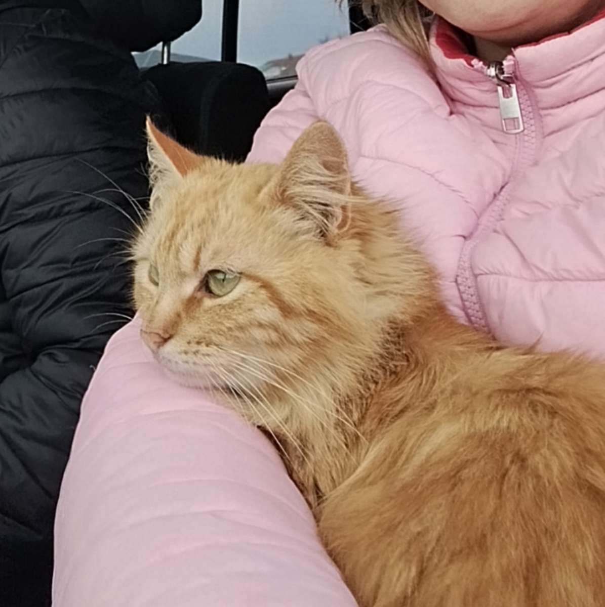 В понедельник марта вышел погулять в СНТ Сосновый бор рыжий пушистый кот