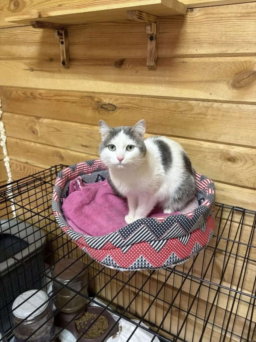 Два очень брутальных кота Прохор и Шрек ищут хозяев.