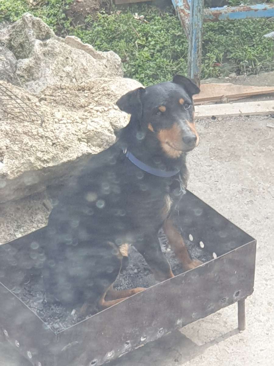 Пропала собака в районе Т-образный перекресток Фиолент.