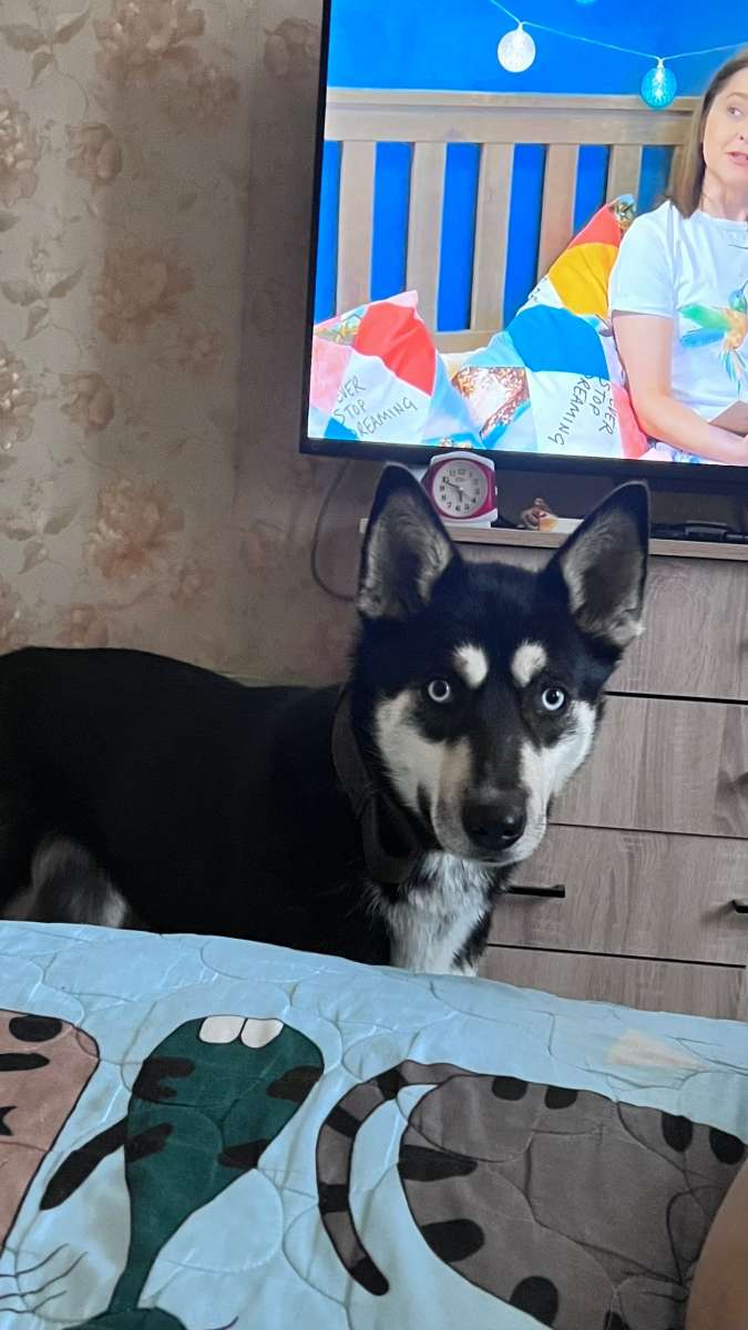 Кто потерял девочку? Помесь хаски с голубыми глазами.