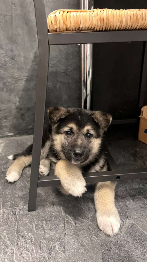 МИША ИЩЕТ ДОМ иногда судьба подкидывает встречи от которых нельзя отказаться…