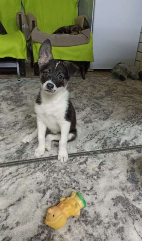 Очень нужен дом щенку Девочка, родилась декабря от бездомной собаки.