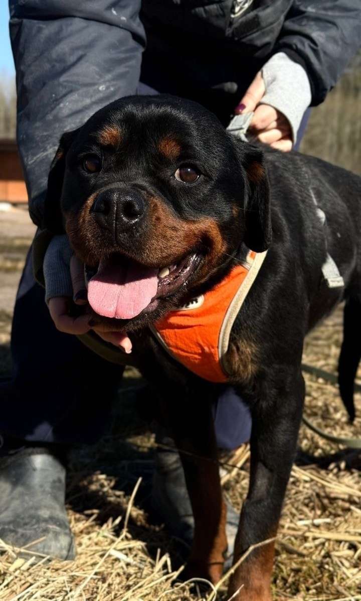 КОМУ ТАКУЮ ХВОСТИНКУ породы Ротвейлер