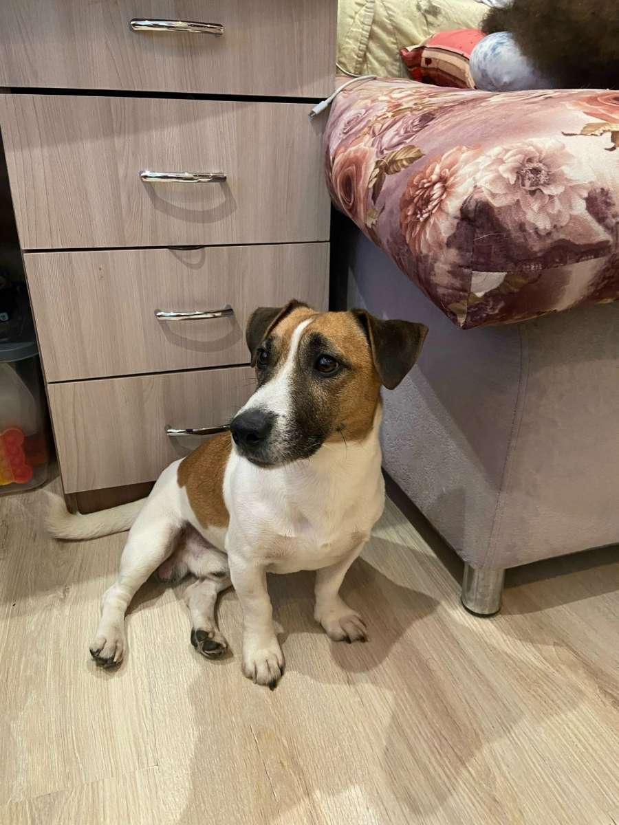 Ярославль Пристраивается,молодой кобель,породы Джек Рассел, возраст года.