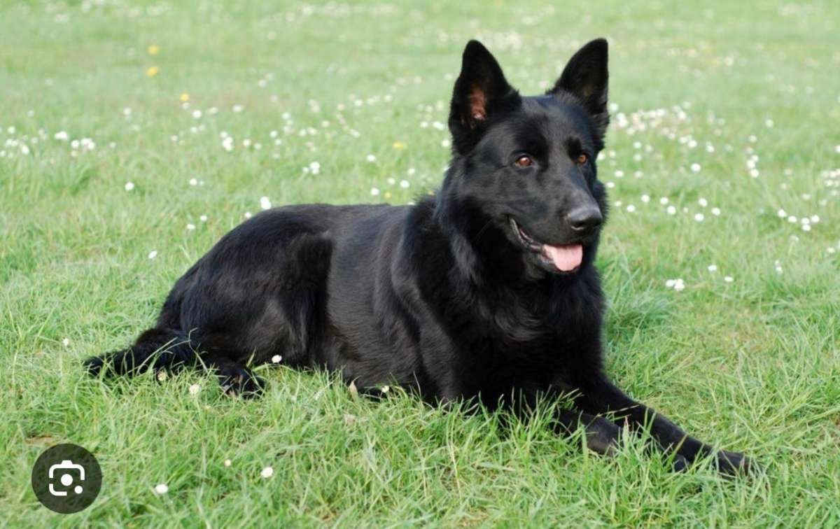 ПОМОГИТЕ НАЙТИ СОБАКУ! район ул.