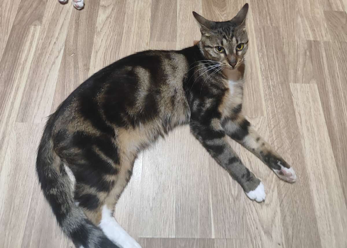 Повторно. Продолжаем искать Потапа!