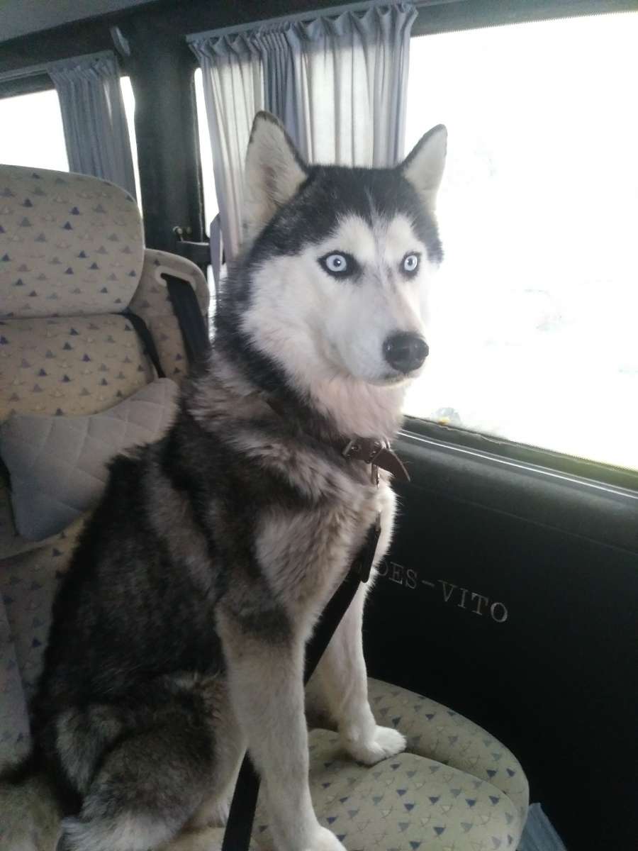 ПОМОГИТЕ НАЙТИ СОБАК! район с. ПЕРЕДОВОЕ И РЯДОМ Убежали 8.03. 26 г.две собаки