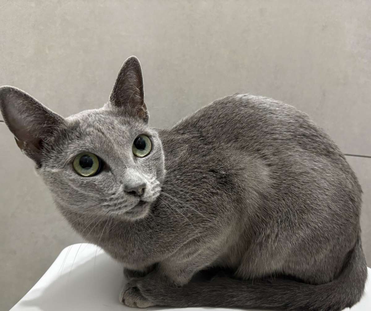 Пума ищет новых хороших хозяев даром