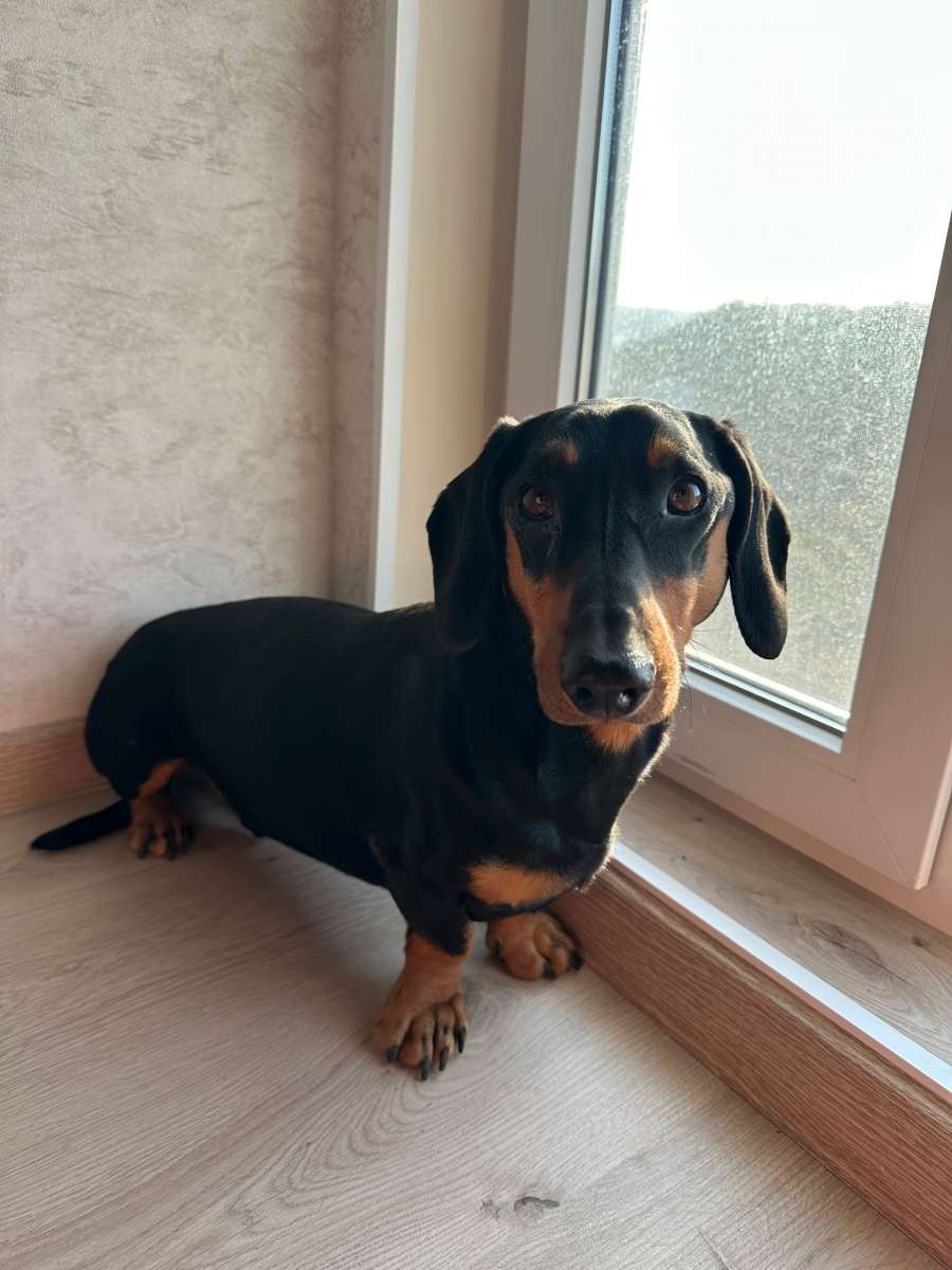 НАШЛИ ПОРОДИСТУЮ ТАКСУ!! район ул. БОГДАНОВА Нашли собаку 13.03. 26 г. в 16:30 на СЕВЕРНОЙ СТОРОНЕ СЕВАСТОПОЛЯ