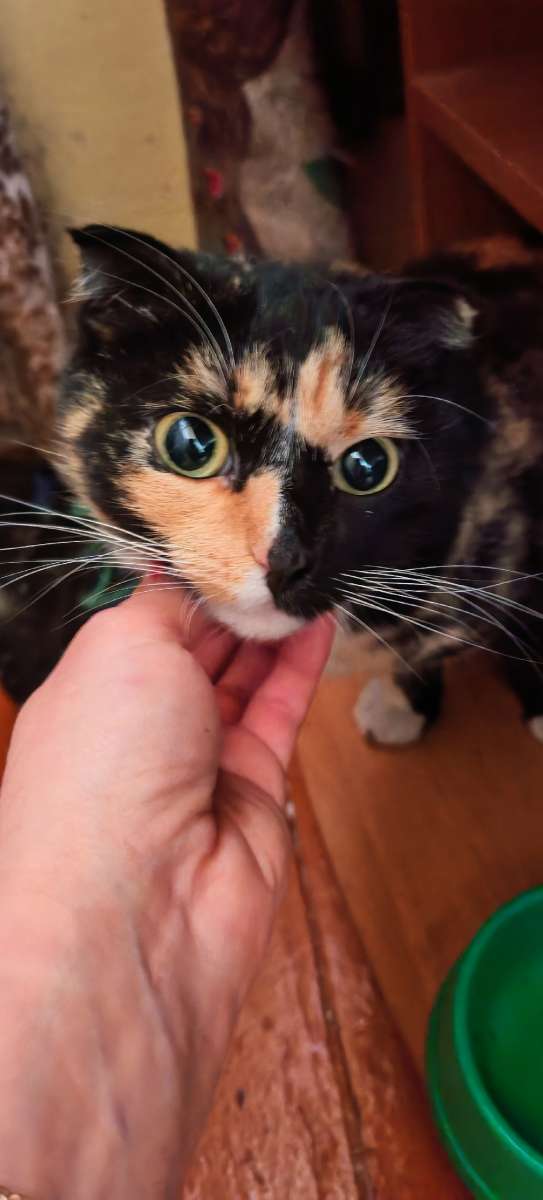 Найдена вислоухая кошечка в районе Острякова молодая до года где-то