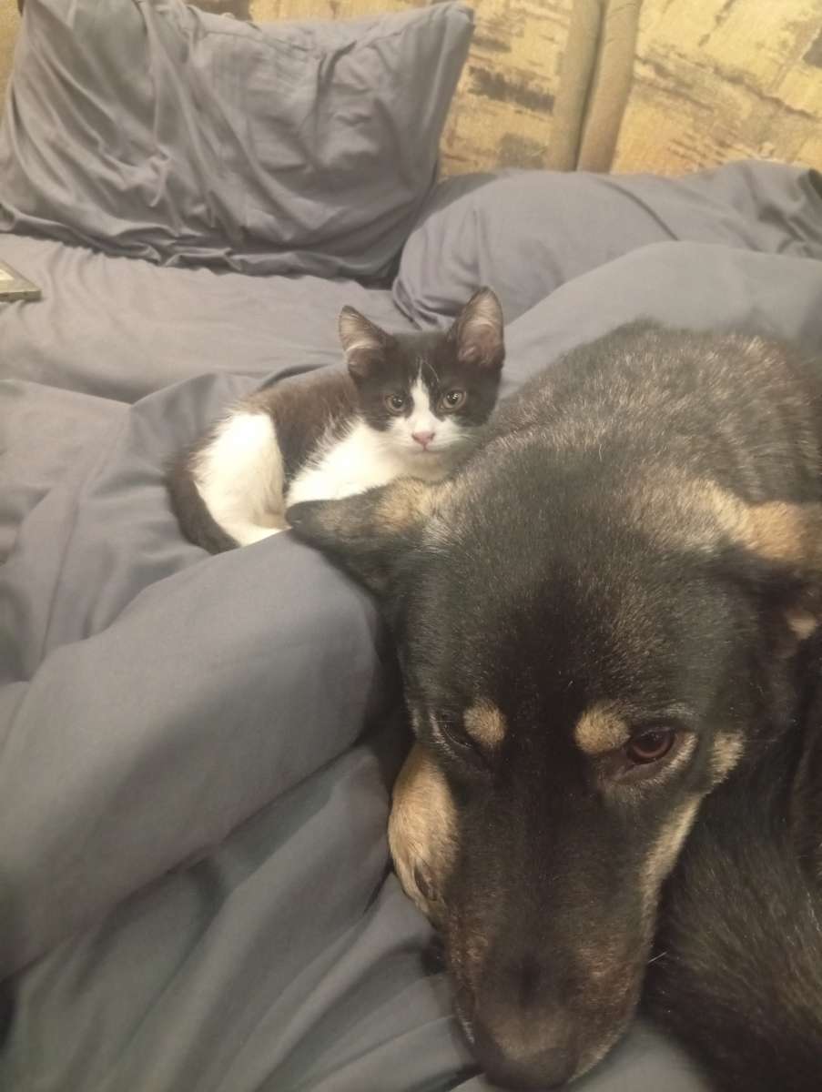 Помогите найти двух девочек собака и кошка! Обе на фото