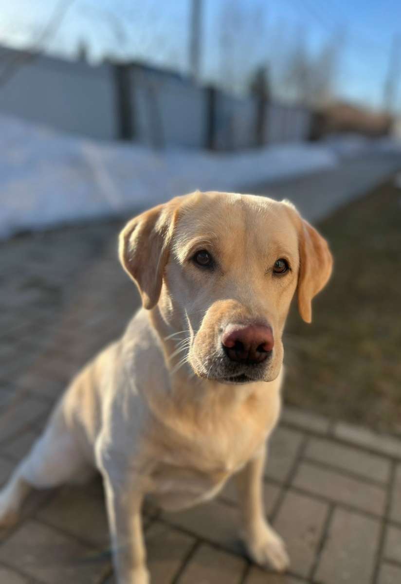 Смоленск!!! Ищет дом и любящую семью Эли!