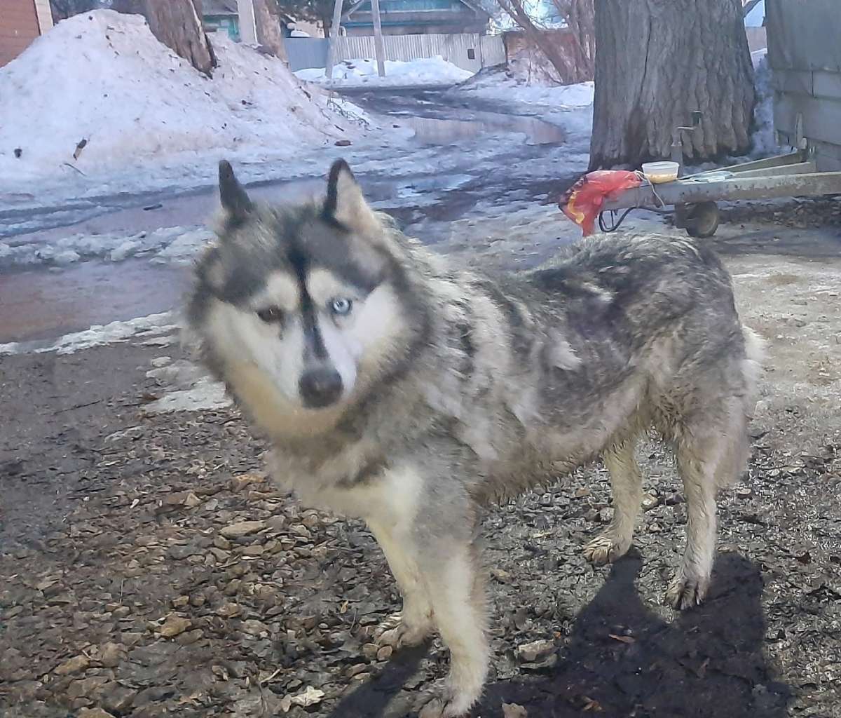 Найдена собака породы хаски.