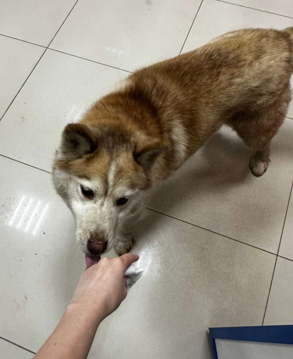 Найдена собака похожая на породу хаски.