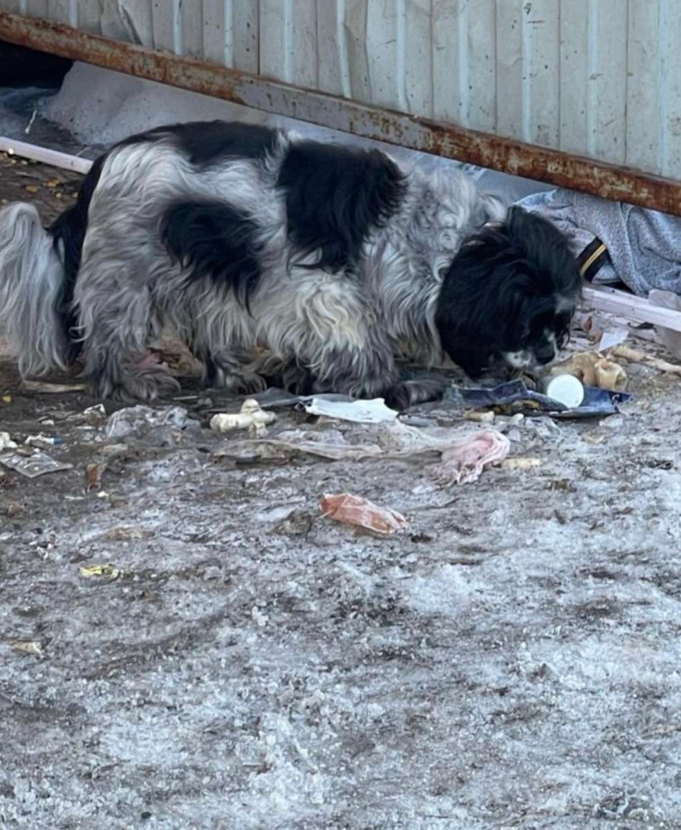Найдены две собаки породы спаниель и лайка.