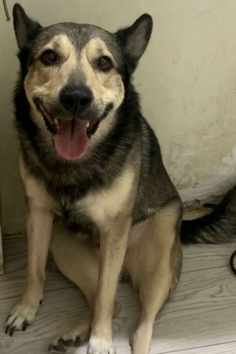 Пропала собака.