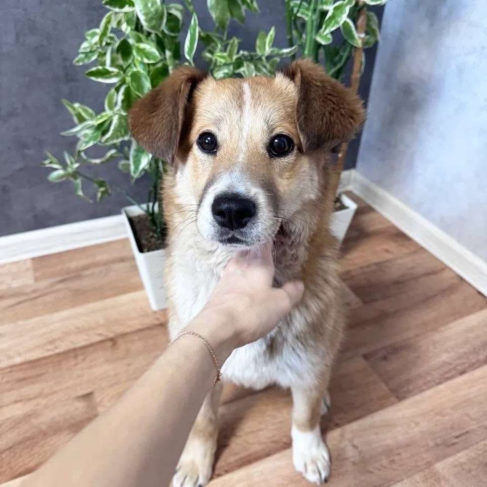 ПОСЛУШНЫЙ ДОБРЫЙ ЩЕНОК 6 месяцев ищет хозяев. Зовём его Рыжик