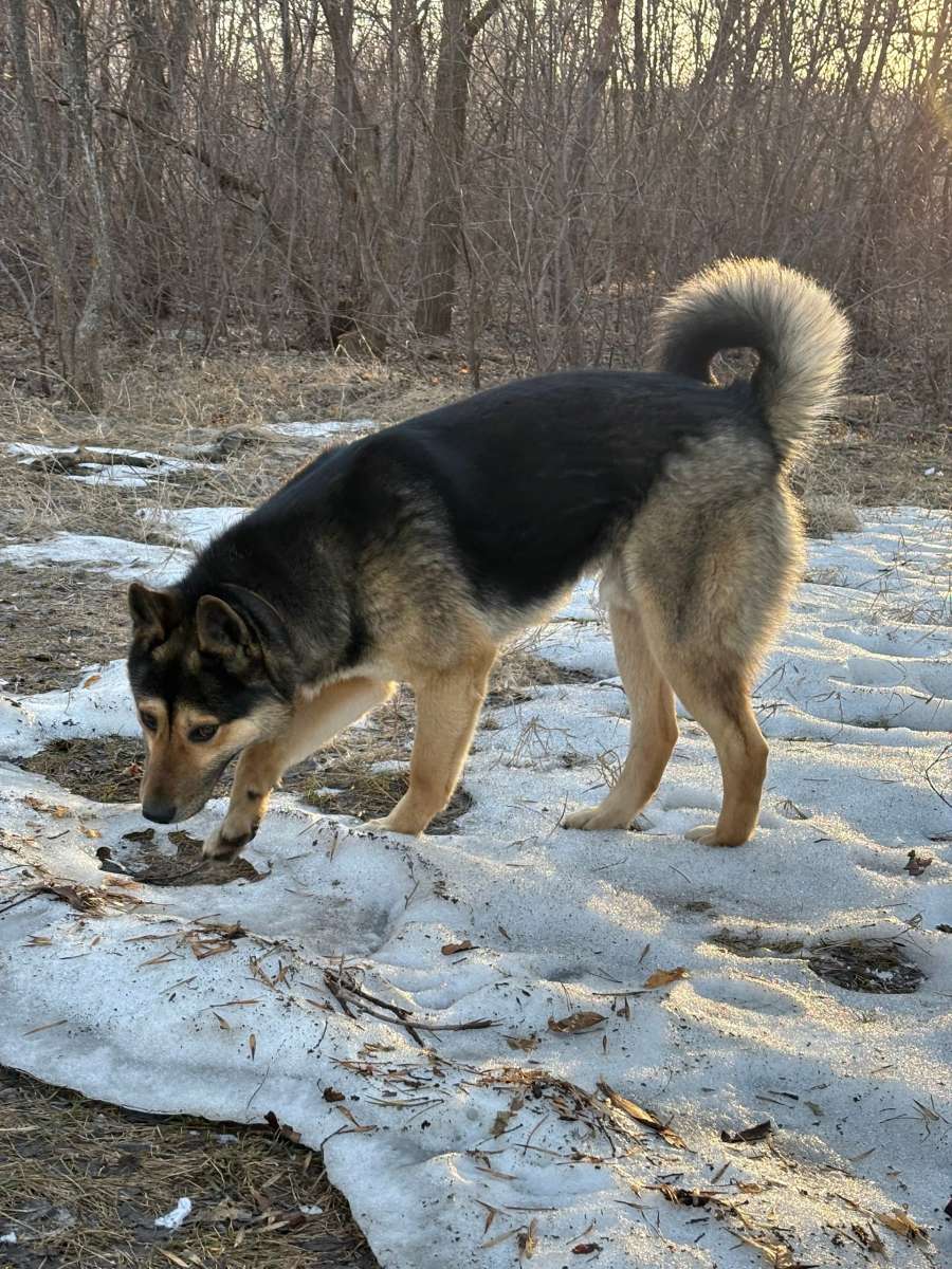 Отдам собаку в добрые руки собаку помесь породы овчарка..