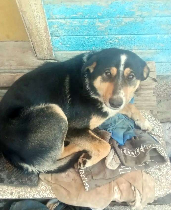 Отдам собаку в добрые руки.