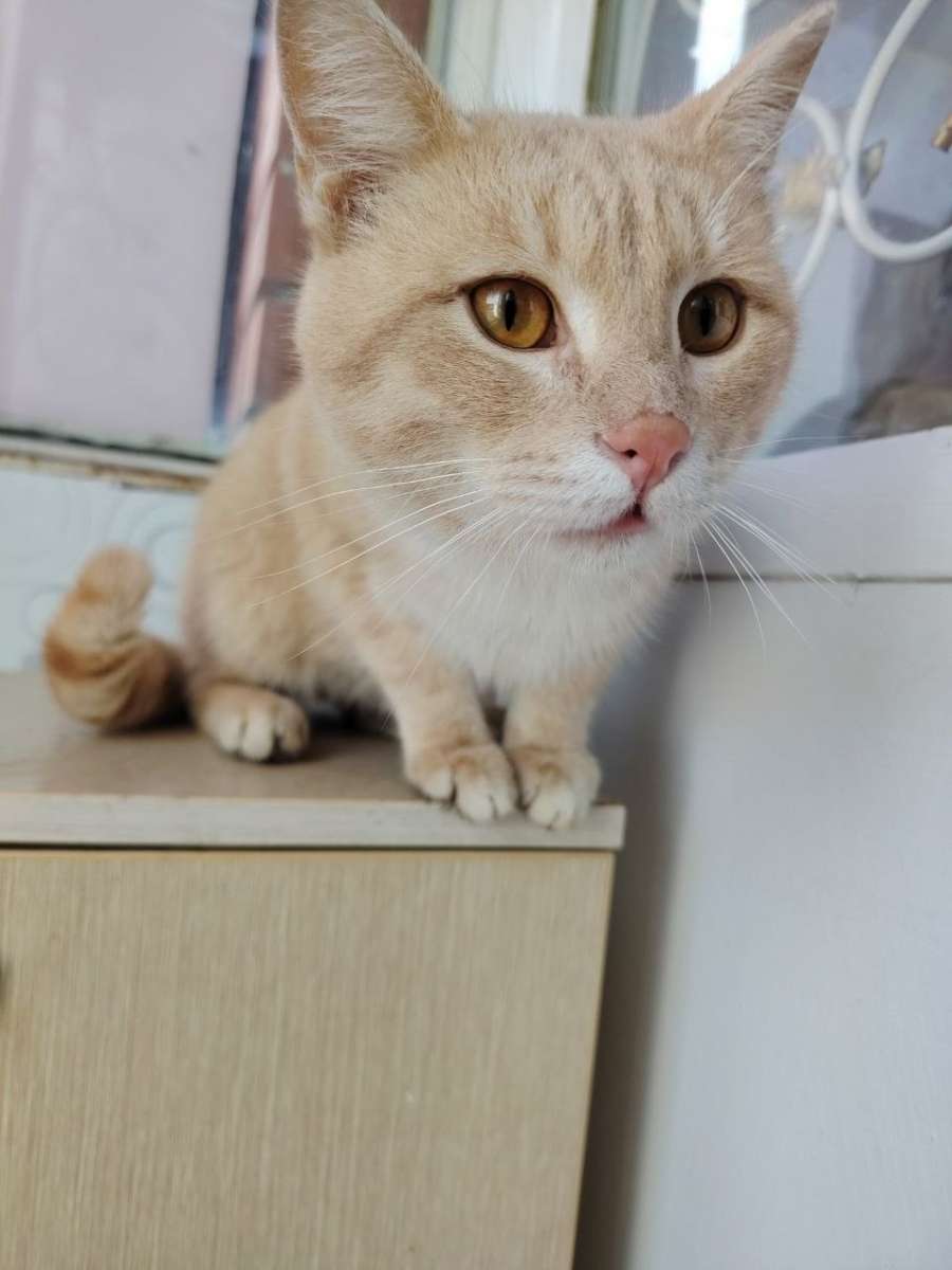 Найден кот.