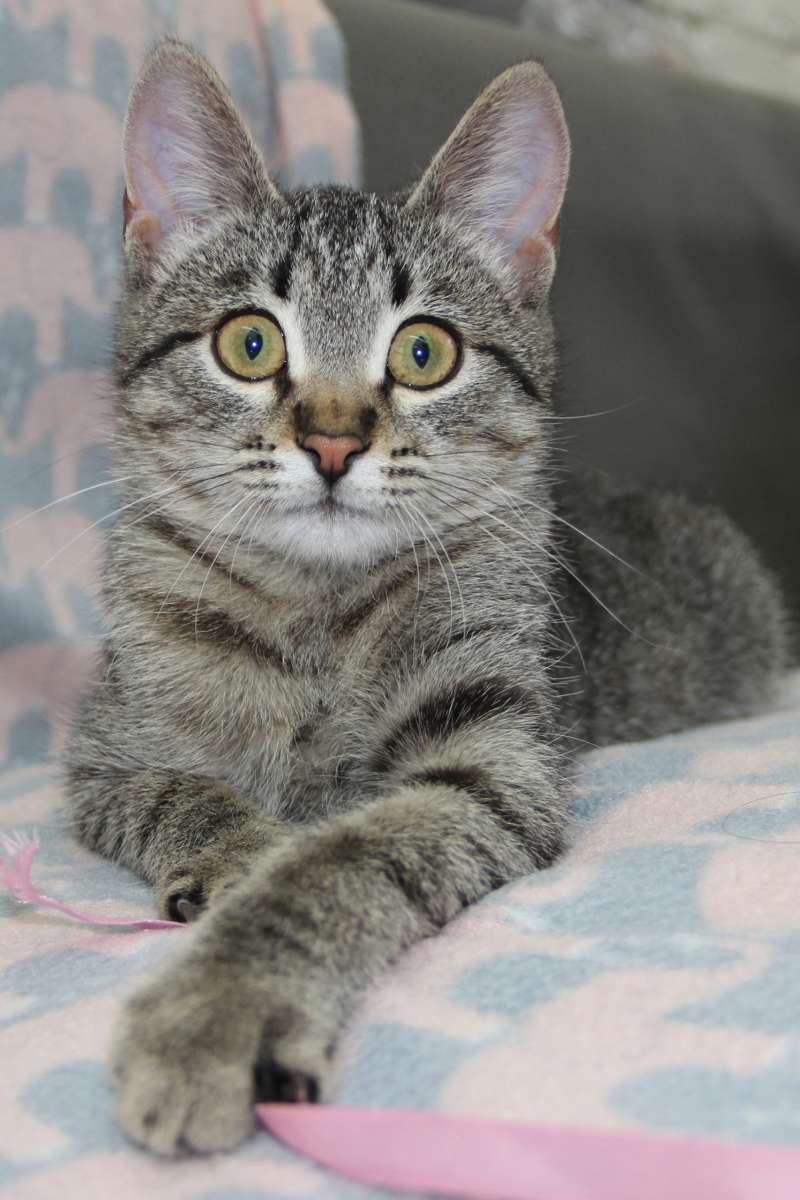 Ищем любящий дом для очаровательной малышки!