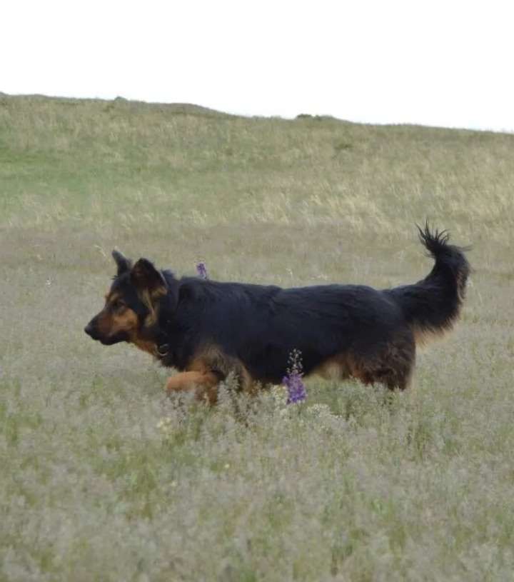 Пропала собака помесь породы овчарка.