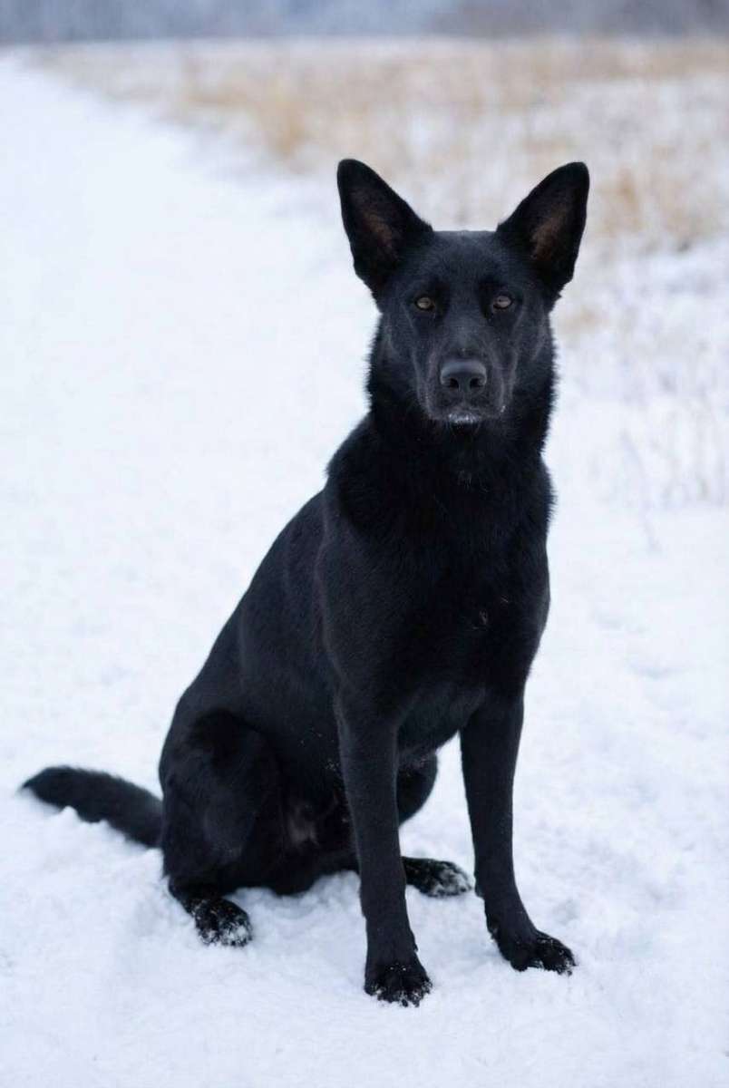 Лили ищет дом Москва и МО Девочка невероятной красоты, полностью чёрная, как...