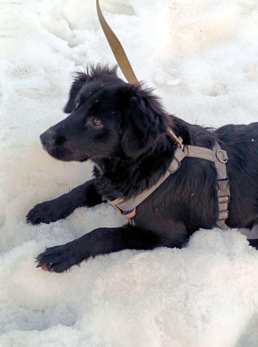 Отдам собаку в добрые руки.