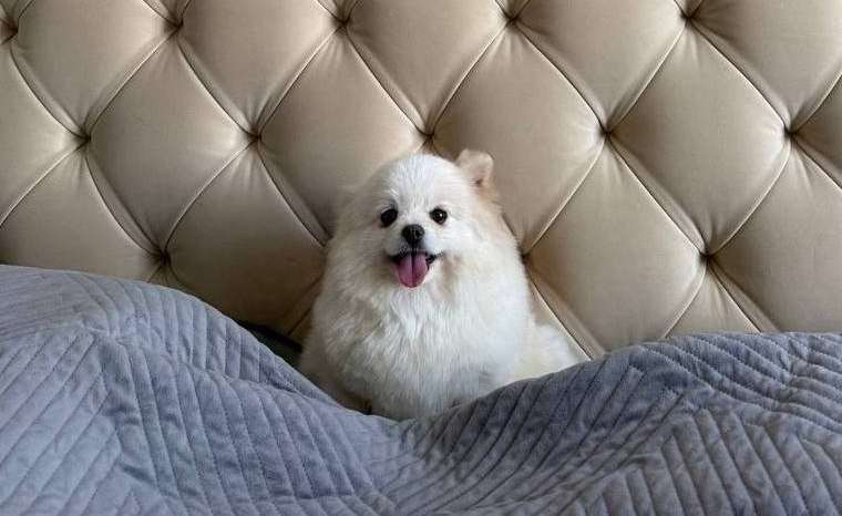 Мо, Красногорск Померанский шпиц. Ищет семью крошка Снежка Девочка была...