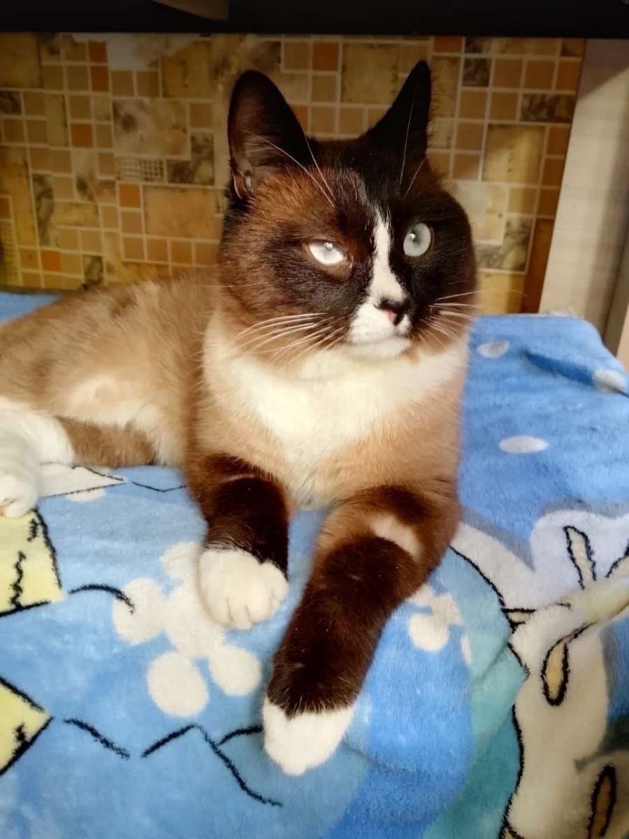 Его нашли на улице в морозы.