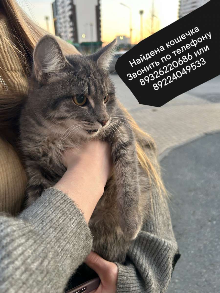 Найдена кошка, ищем ответственного человека, который готов взять ее на...