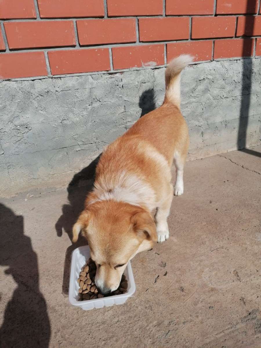 Пропала собака.