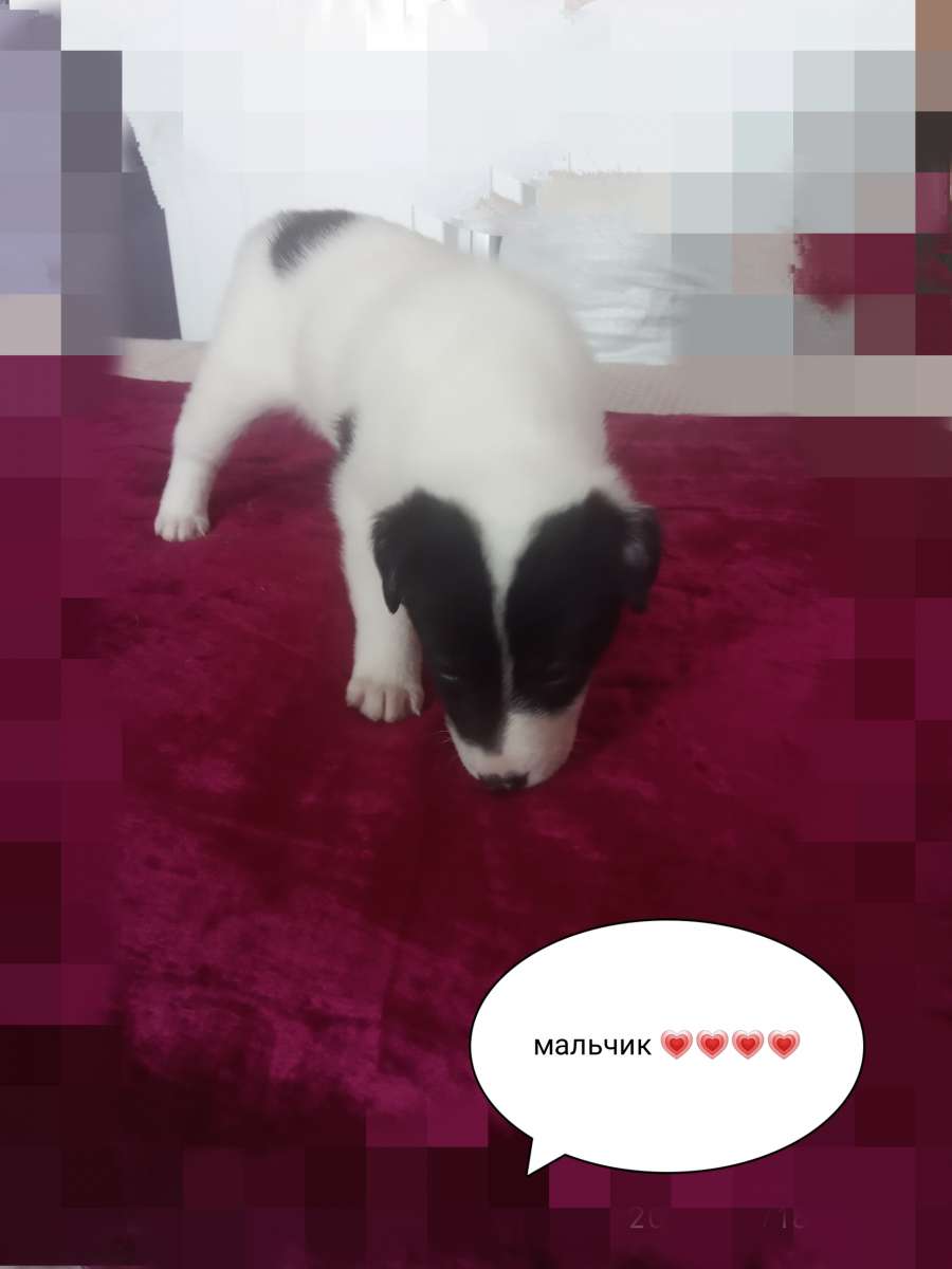 Отдам щенков в добрые руки.