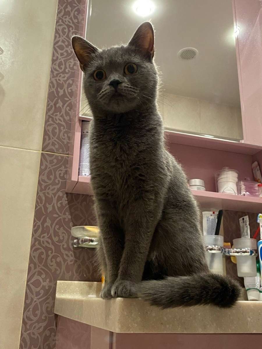 29.03.26 г DOT Потерялась кошечка, зовут Пуся, 6 лет.