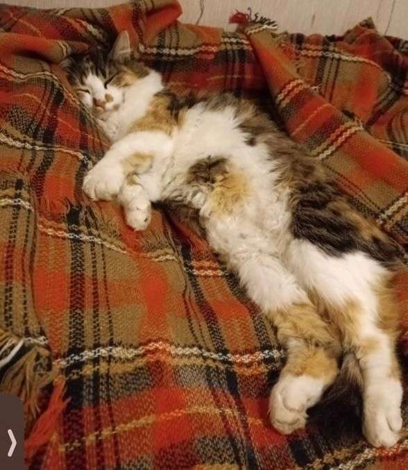 Пропала кошка ФЕКЛУША РАЙОН ЖЕЛЕЗНЯКОВА возле вет.