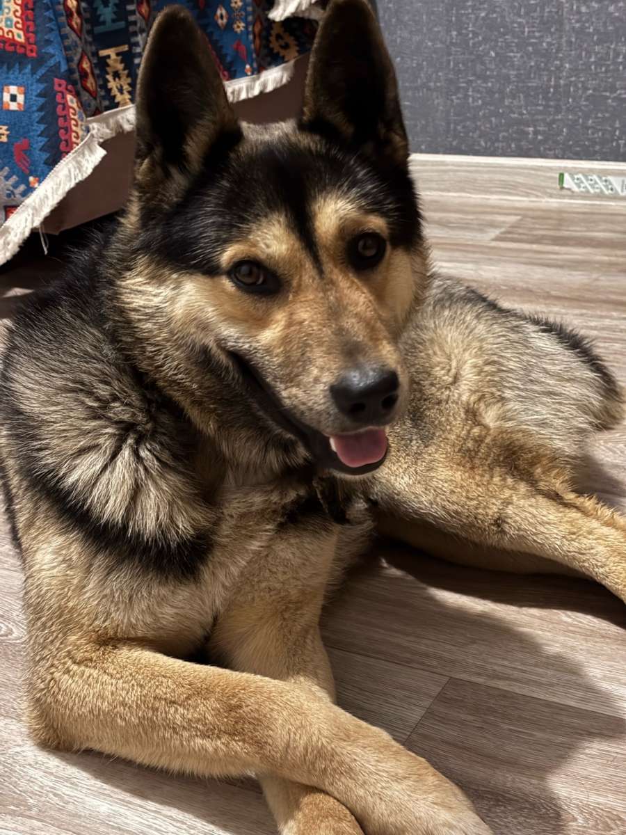 Найдена собака.