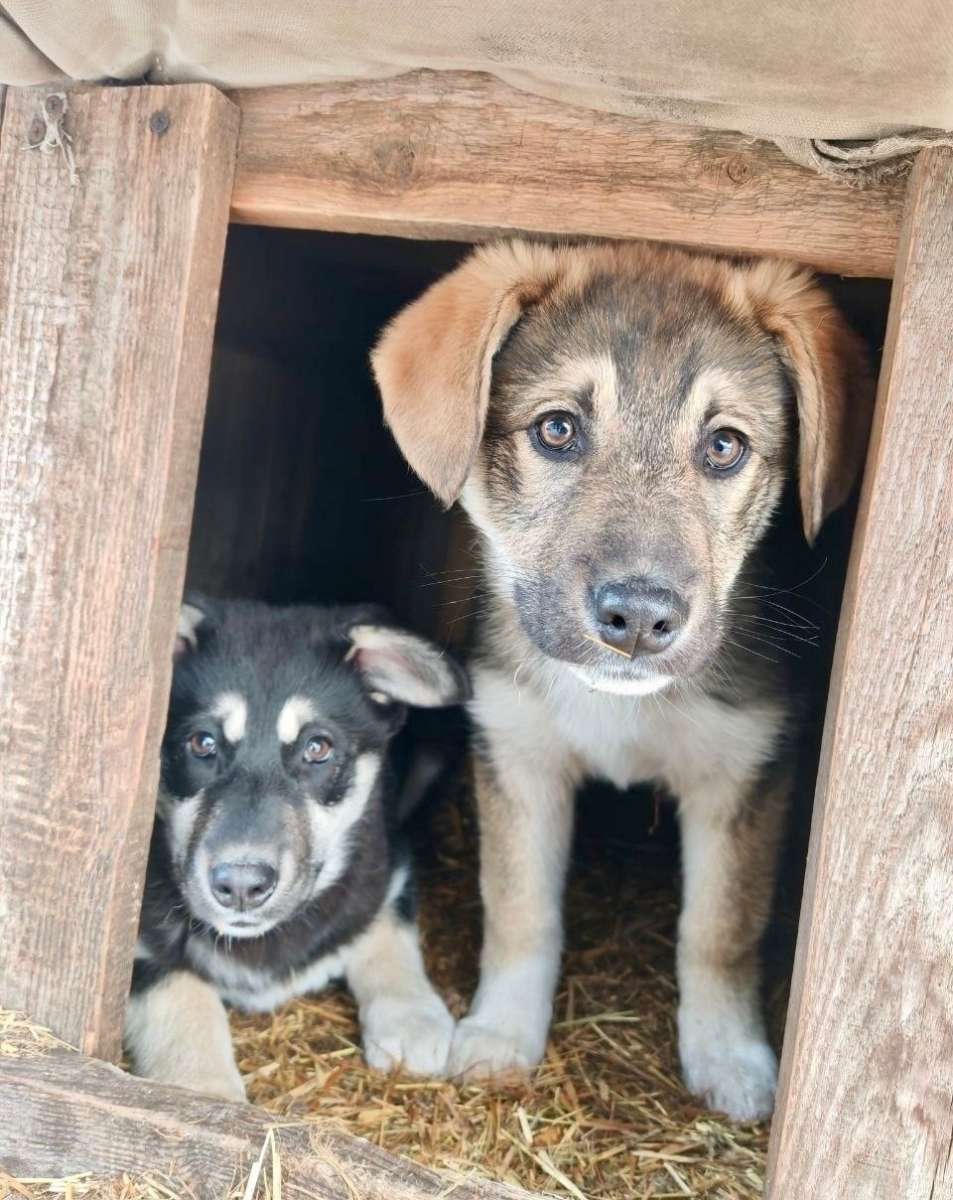 Крик о помощи! Помогите пристроить карапузов, которых спасли с улицы!